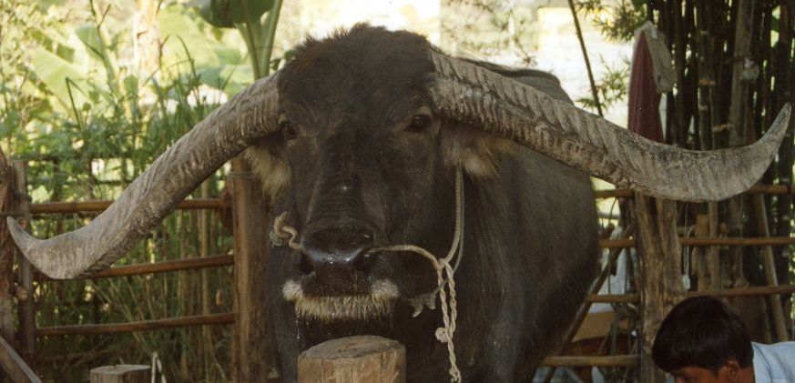 buffalo